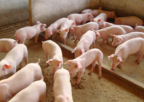 suíno, porco, carne, suinocultura, granja - suíno, suína, antibióticos