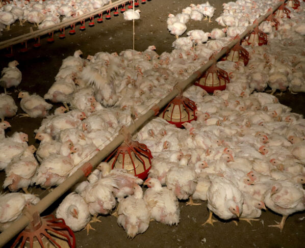 GRANJA DE FRANGOS  - Lídio Michels - Produtor de Frangos em Toledo, Oeste do Paraná  -  Toledo, 29/06/2021  -  Foto: Ari Dias/AEN