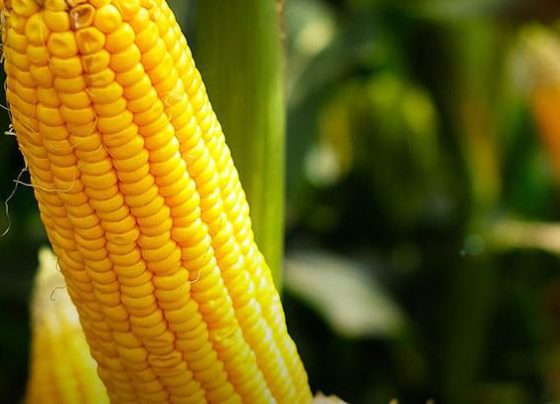 etanol, milho, estados unidos - safra