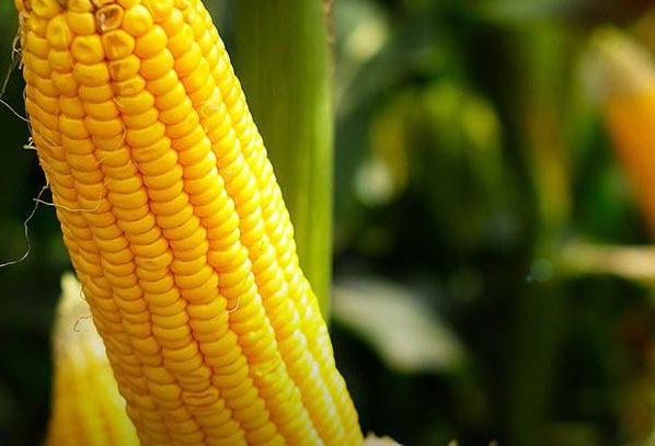 etanol, milho, estados unidos - safra