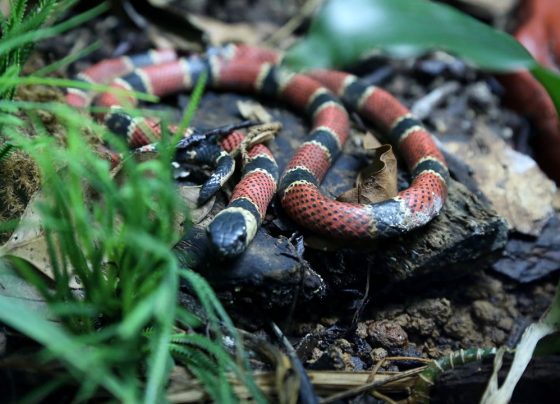 Cobra coral causa o pânico entre moradores de município no interior de Minas