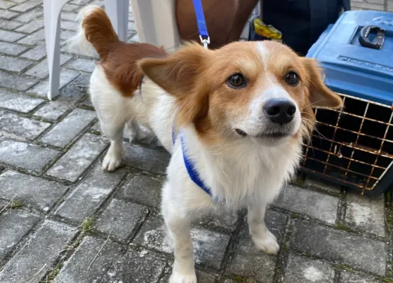 A iniciativa tem como objetivo o controle populacional de animais no município de Pontal. / Foto: Prefeitura de Pontal do Paraná