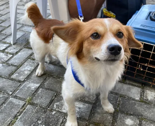 A iniciativa tem como objetivo o controle populacional de animais no município de Pontal. / Foto: Prefeitura de Pontal do Paraná