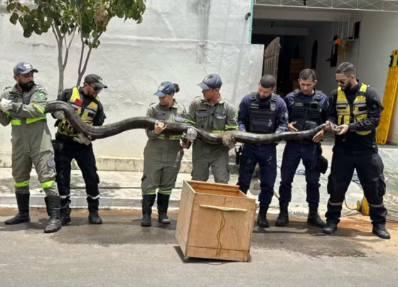 Sucuri de gigante é resgatada em Euclides da Cunha