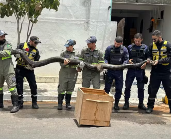 Sucuri de gigante é resgatada em Euclides da Cunha