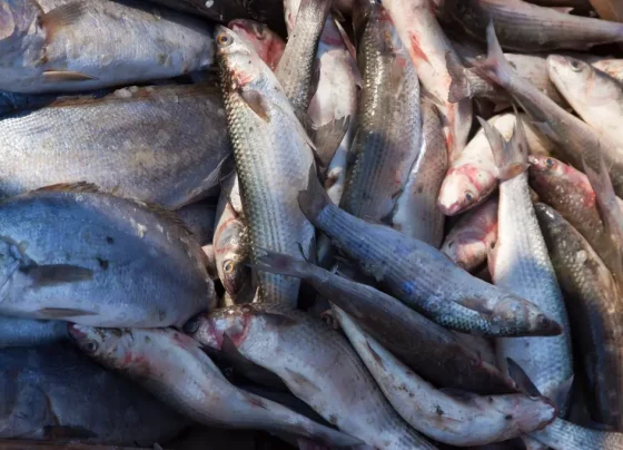 A feira é realizada tradicionalmente nesta época do ano, devido ao alto consumo de peixes na Semana Santa (Foto: Prefeitura de Paranaguá/SECOM)