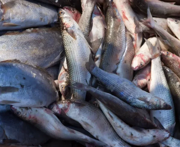 A feira é realizada tradicionalmente nesta época do ano, devido ao alto consumo de peixes na Semana Santa (Foto: Prefeitura de Paranaguá/SECOM)