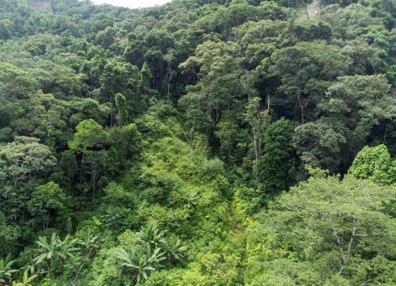 Recuperação Mata Atlântica Litoral Norte de SP