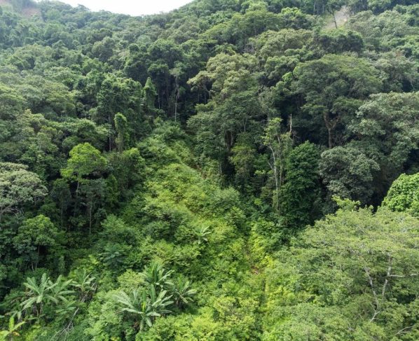 Recuperação Mata Atlântica Litoral Norte de SP