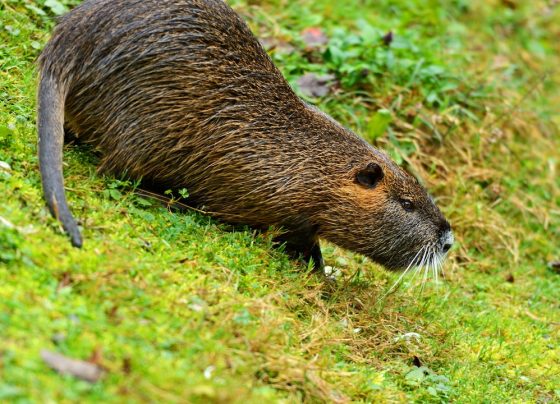 Esse animal é imune a quase todas as doenças — e intriga a ciência