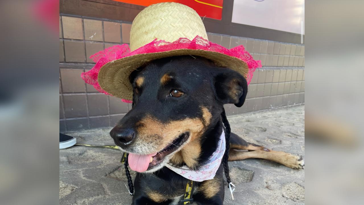 Arraiá Solidário dos Focinhos Carentes acontece em julho, em Paranaguá