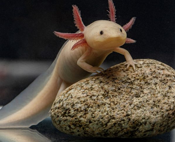 Esse animal consegue se regenerar mesmo depois de perder mais da metade do corpo