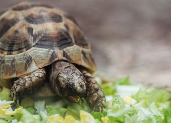 Homem é preso na BR-116 com 600 filhotes de jabutis