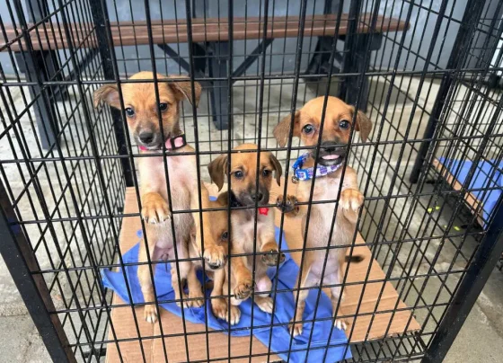 O Canil Municipal de Paranaguá está localizado no Aeroparque. / Foto: Prefeitura de Paranaguá