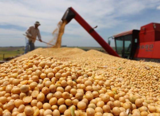 Plano Safra, colheita da soja, grãos. usda, soja, empregos