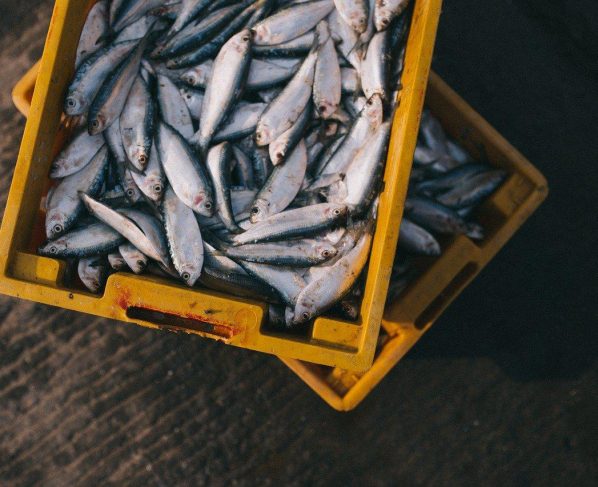 peixes
