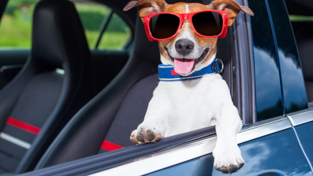 O que diz a lei de trânsito sobre levar animais dentro do carro?