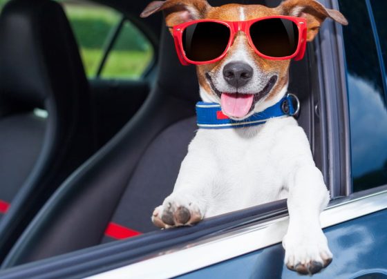O que diz a lei de trânsito sobre levar animais dentro do carro?