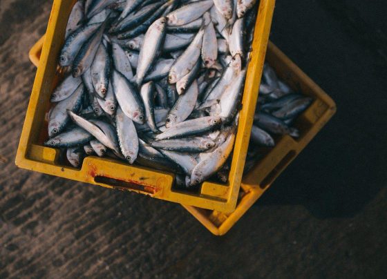 peixes