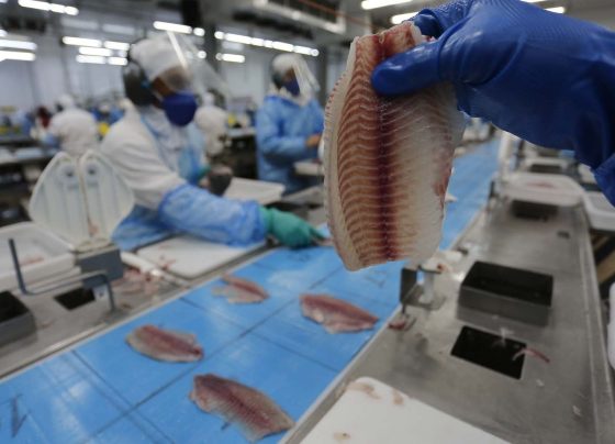Filé de tilápia na cooperativa Copacol