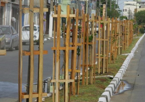Prefeitura inicia na próxima semana plantio de 300 mudas de árvores