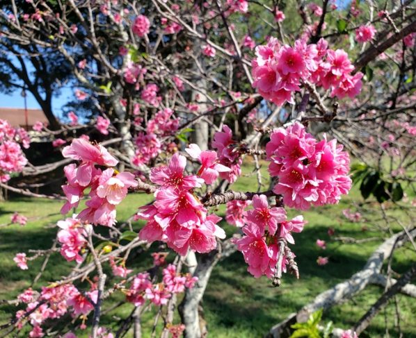 Tradicional Festival das Cerejeiras já tem data para acontecer em Garça