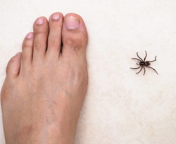 Alta nos registros está ligada à urbanização, adaptação das aranhas às casas e melhora na notificação; maioria dos casos é leve