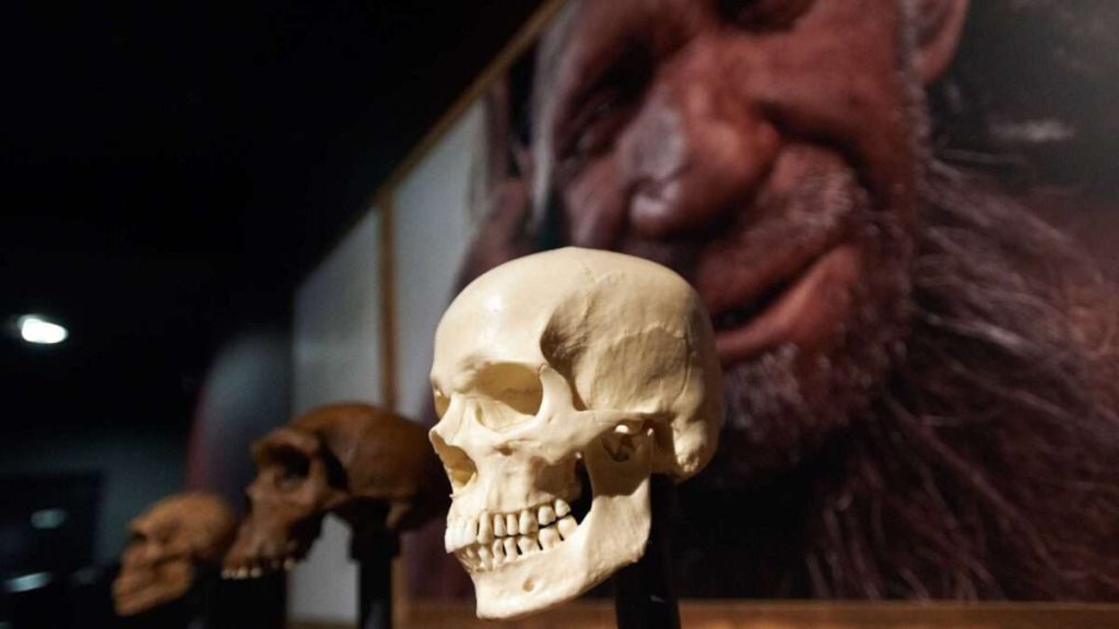 neandertais desaparecimento