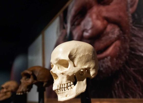 neandertais desaparecimento
