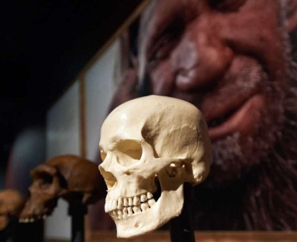neandertais desaparecimento
