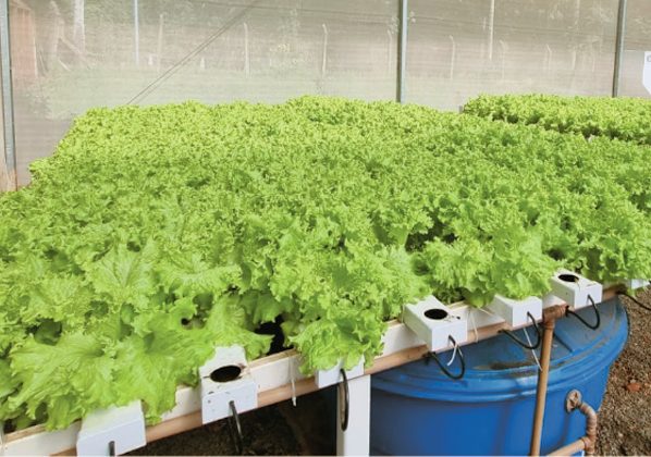 Vários pés de alface plantados sobre um sistema com uma estrutura de aço e abaixo um tambor