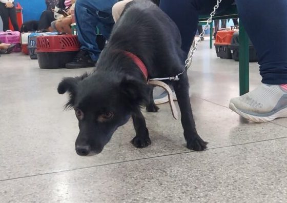 Meio Ambiente atende 148 cães e gatos durante mutirão de castração