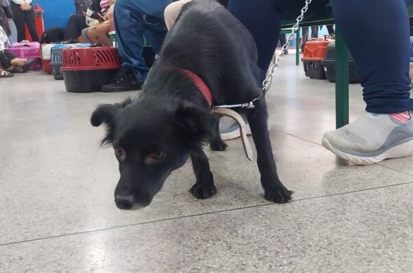 Meio Ambiente atende 148 cães e gatos durante mutirão de castração