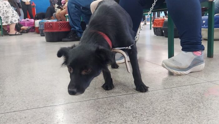 Meio Ambiente atende 148 cães e gatos durante mutirão de castração