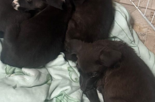 Mulher tenta abandonar filhotes na sede do setor de Zoonoses e caso é registrado pela GCM