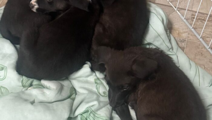 Mulher tenta abandonar filhotes na sede do setor de Zoonoses e caso é registrado pela GCM