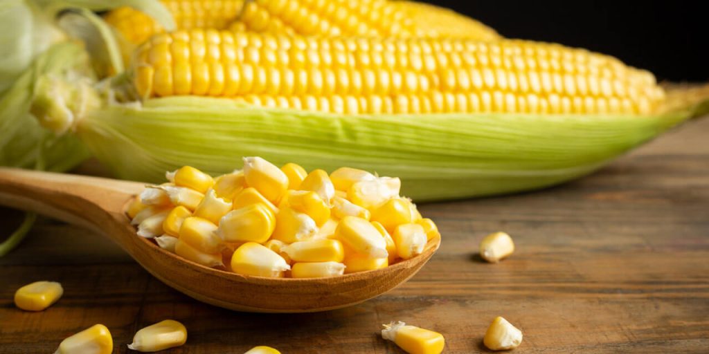 A diversidade do milho: um tesouro gastronômico e nutricional