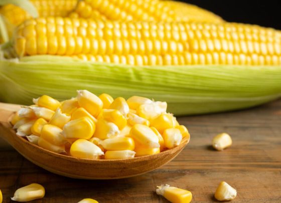 A diversidade do milho: um tesouro gastronômico e nutricional