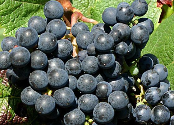 Dia da Uva Tannat: explorando vinhos do Uruguai