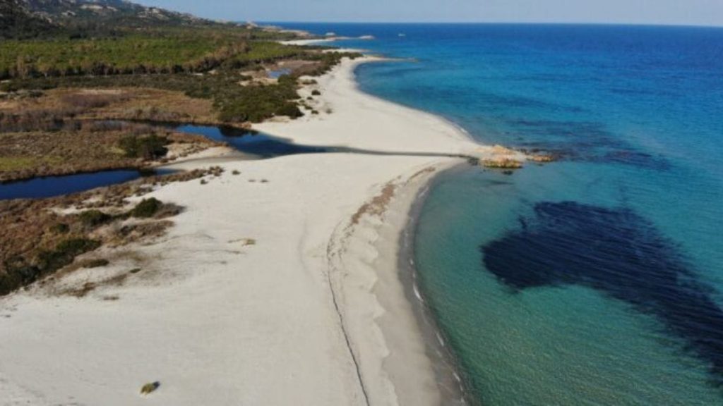 Vista aérea de praia européia, onde vacas dividem faixa de areia com turistas