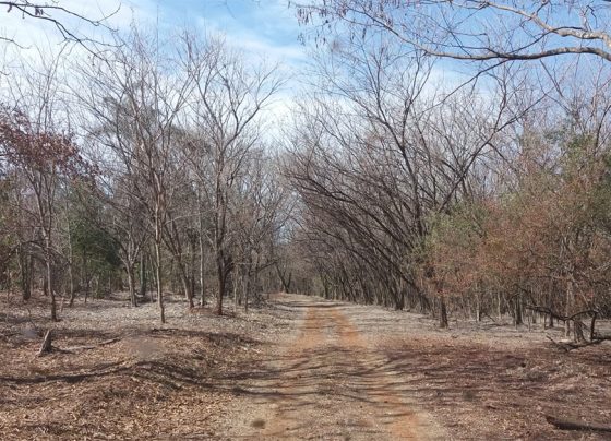 Na imagem estrada de terra com várias árvores secas ao fundo