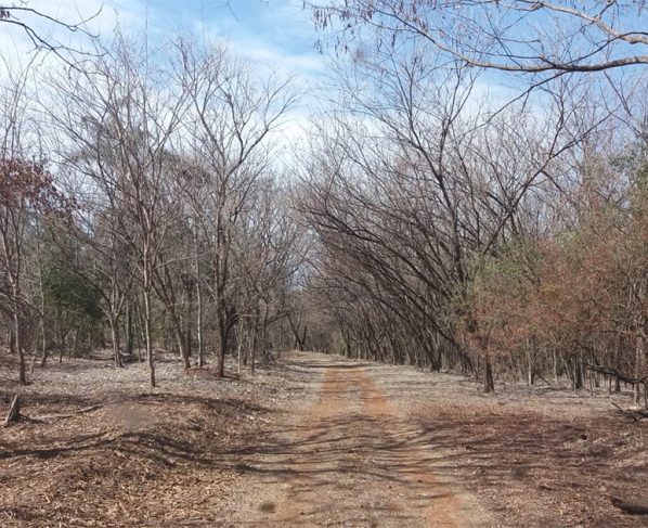 Na imagem estrada de terra com várias árvores secas ao fundo