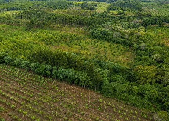 BNDES anuncia R$ 834 milhões do Fundo Clima para reflorestamento