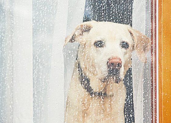 coluna pet dog