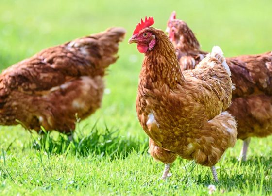 Frango brasileiro: pesquisa desmente uso de hormônio