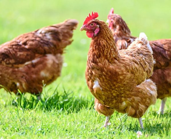 Frango brasileiro: pesquisa desmente uso de hormônio