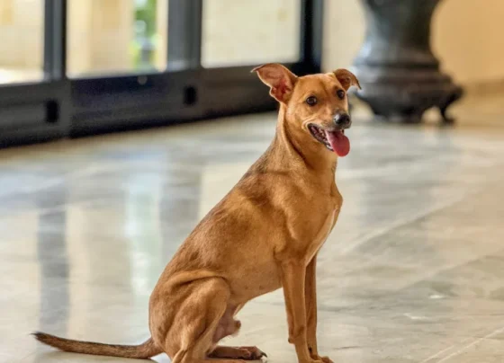 Como denunciar maus-tratos a animais à polícia sem sair de casa?