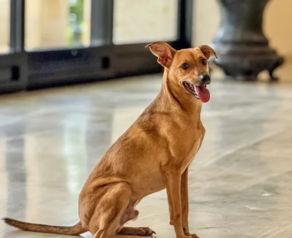 Como denunciar maus-tratos a animais à polícia sem sair de casa?