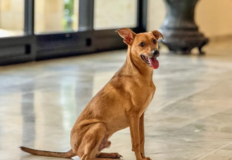 Como denunciar maus-tratos a animais à polícia sem sair de casa?