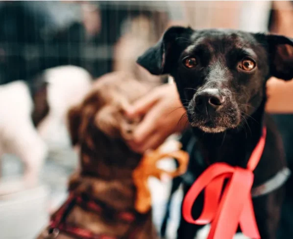 Dia do Vira-Lata: veja leis que fortalecem a proteção e o bem-estar animal